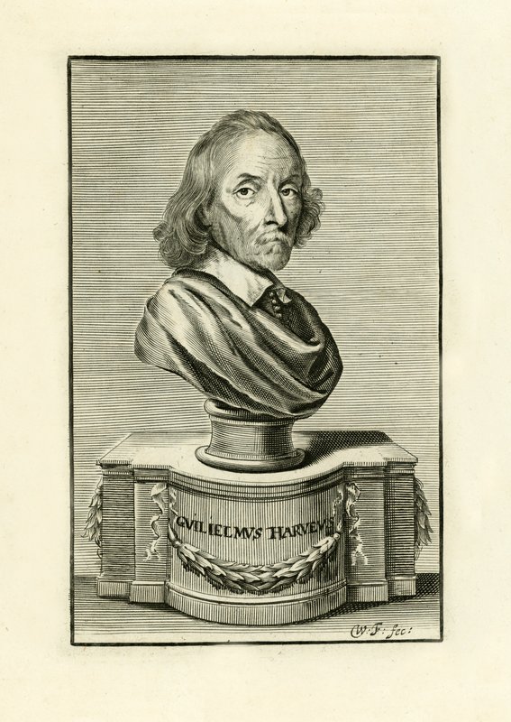 William Harvey af English School