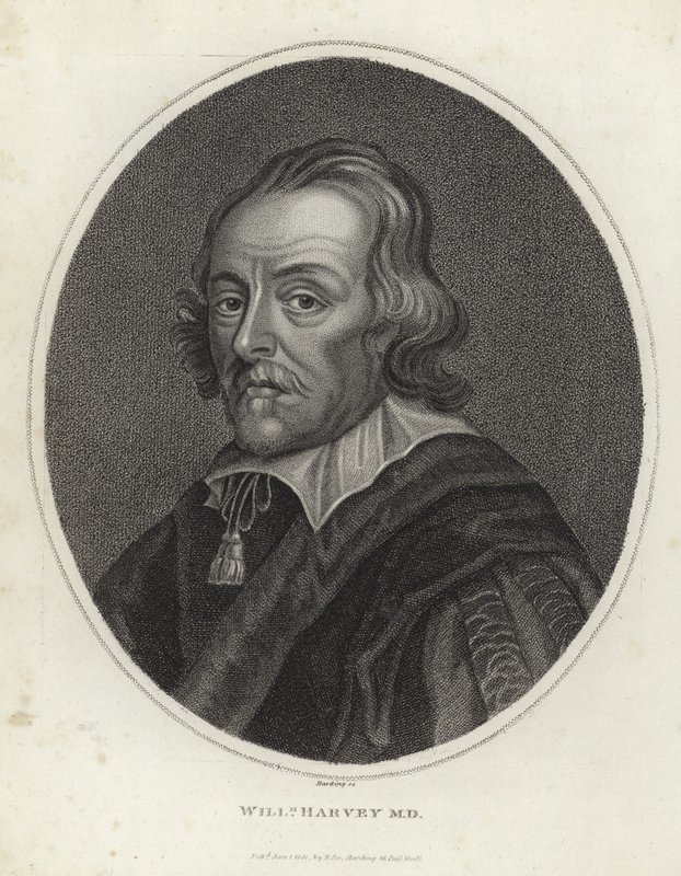 William Harvey af English School