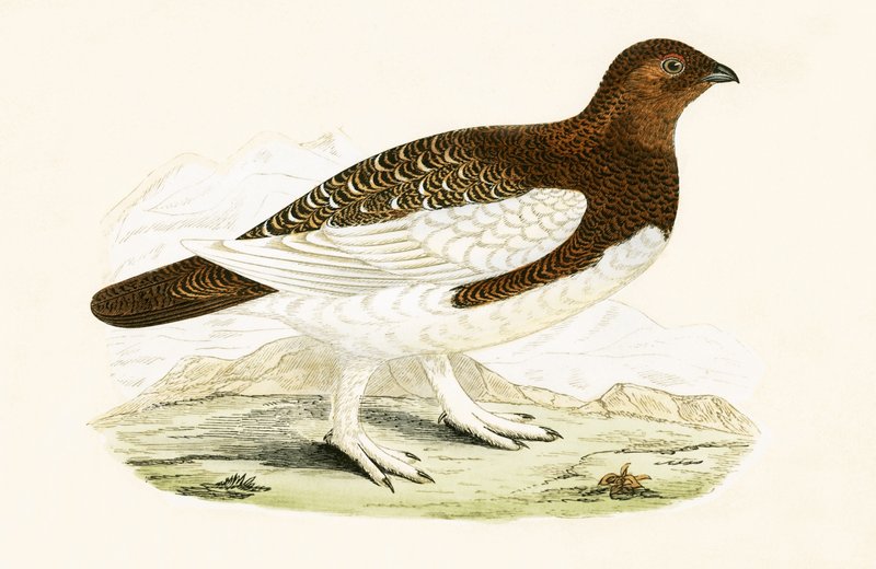 Willow Grouse, illustration fra 