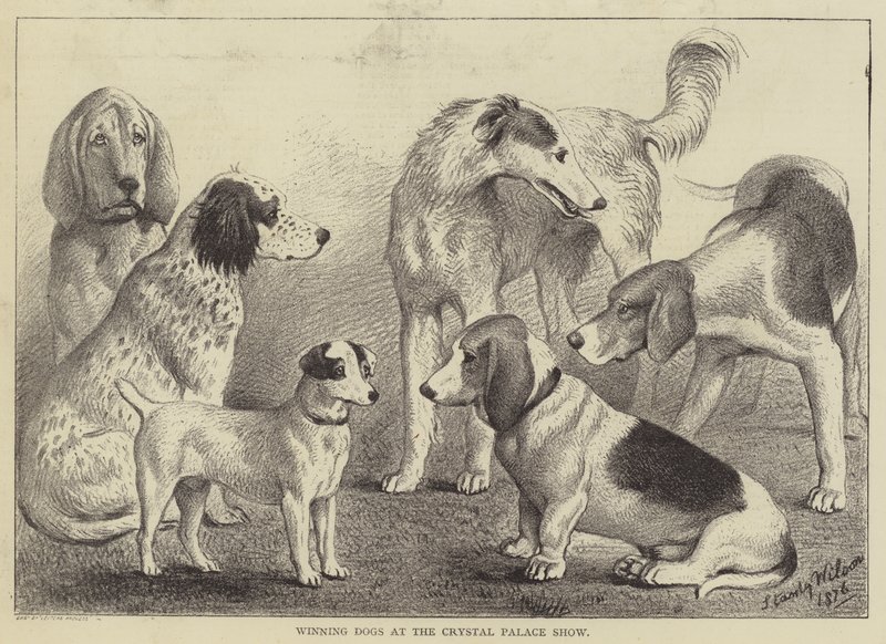 Vindende hunde ved Crystal Palace Show (gravering) af English School