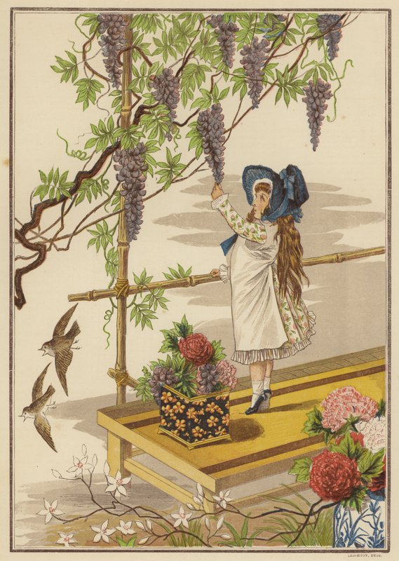 Wisteria (farve litho) af English School