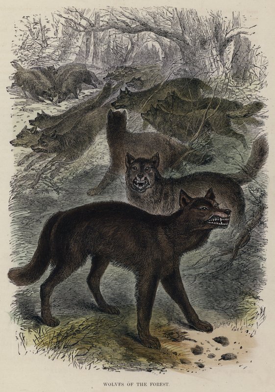 Wolves of the Forest (farvet gravering) af English School