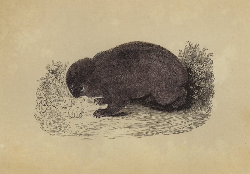 Wombat (farvelitografi) af English School