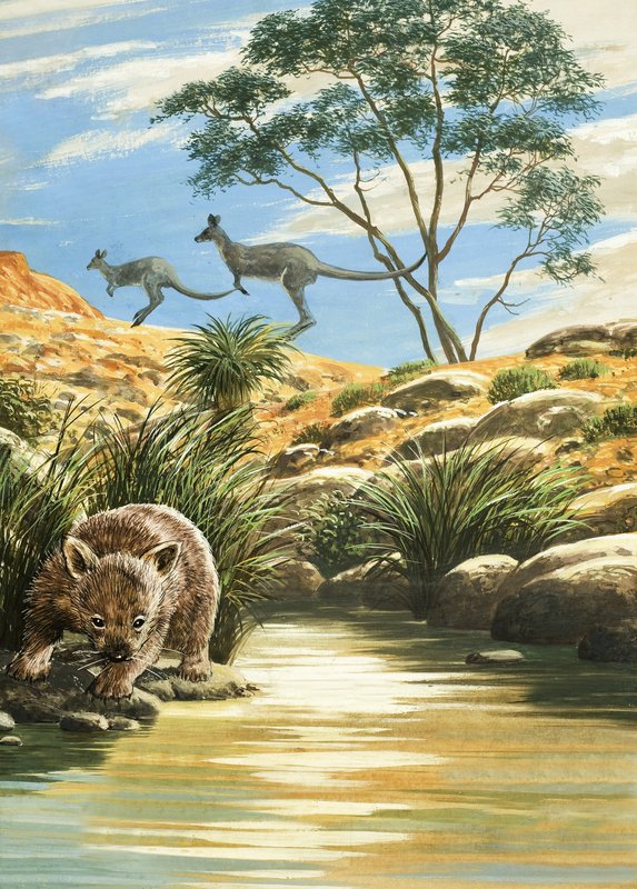 Wombat og kænguruer af English School