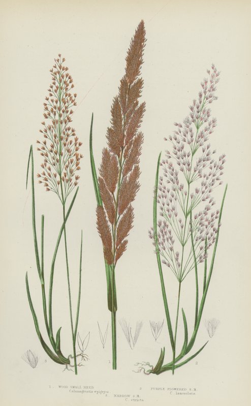Skovmærke, purpurblomstret småmærke, smal småmærke (farvelitografi) af English School