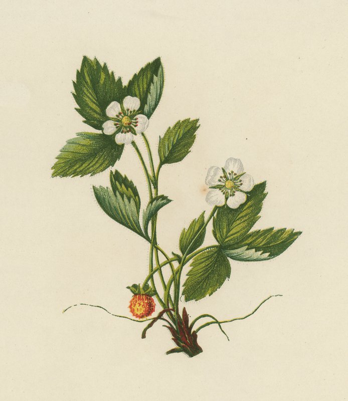 Træjordbær, Fragaria Vesca (farve litho) af English School