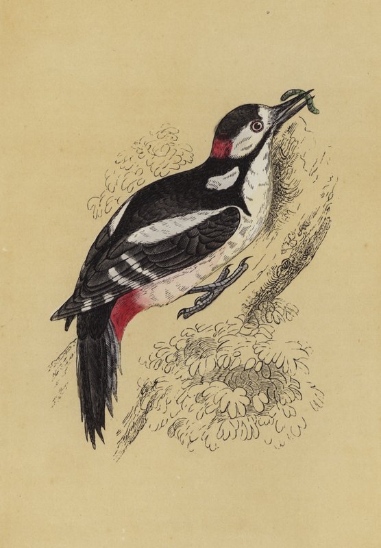 Spætte (farve litho) af English School