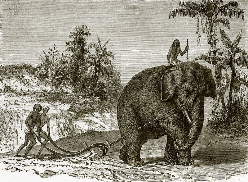 Arbejderelefant i Ceylon af English School