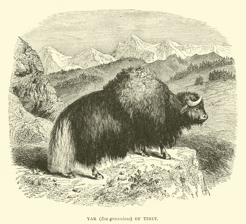Yak (Bos grunniens) of Tibet  af English School