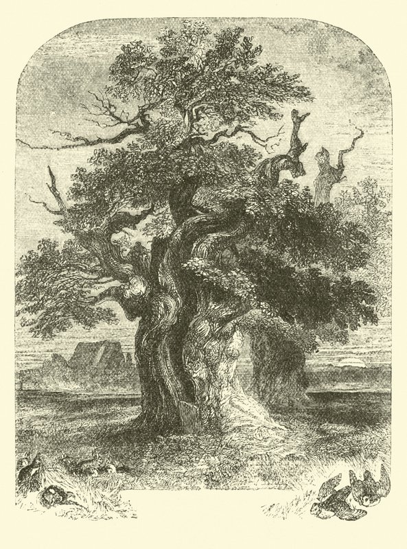 Yardley Oak af English School
