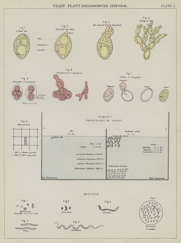 Gærplante, Saccharomyces Cerevisiae (farvelitografi) af English School