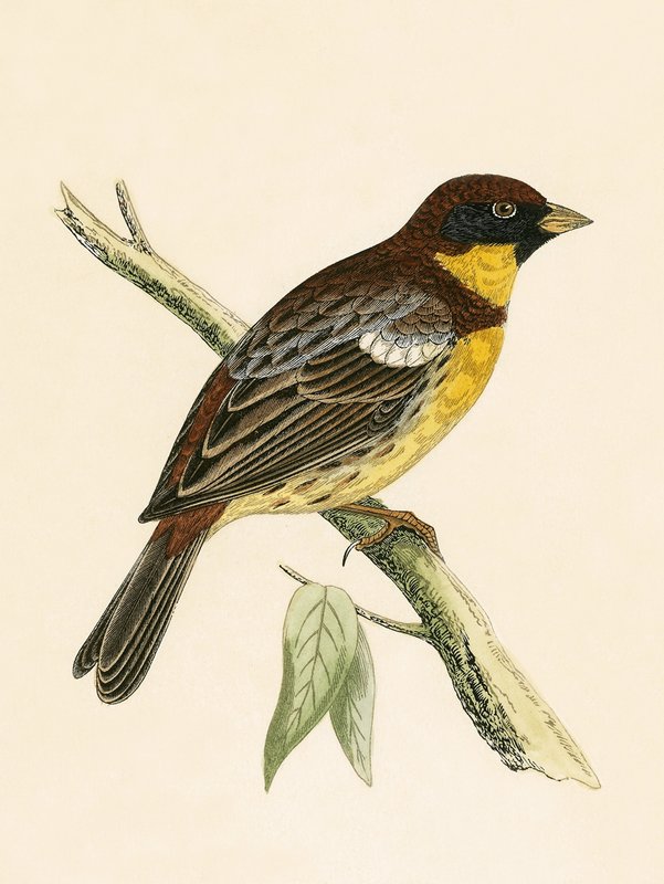 Yellow Breasted Bunting, illustration fra 