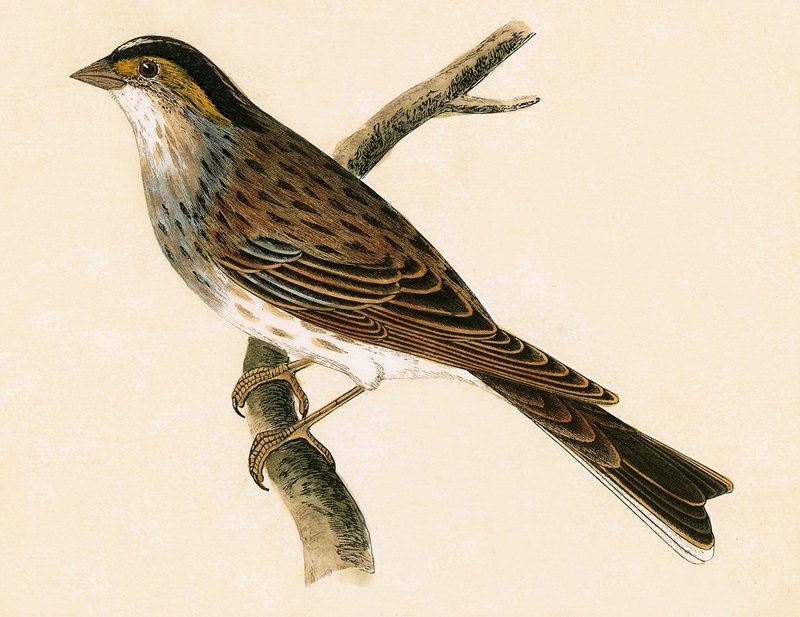 Yellow Browed Bunting, illustration fra 