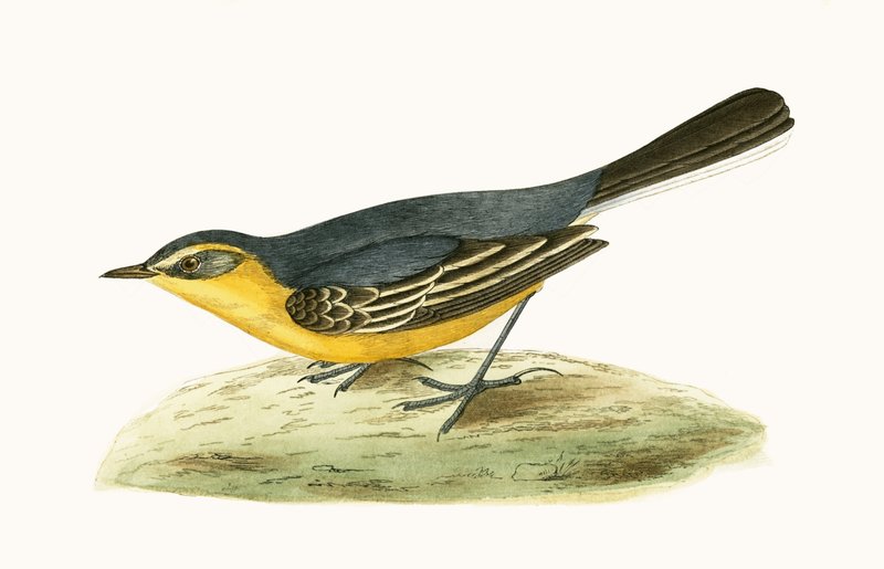 Yellow Headed Viptail, illustration fra 