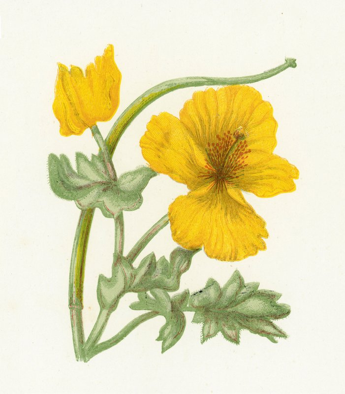 Gul hornvalmue, Glaucium Luteum af English School