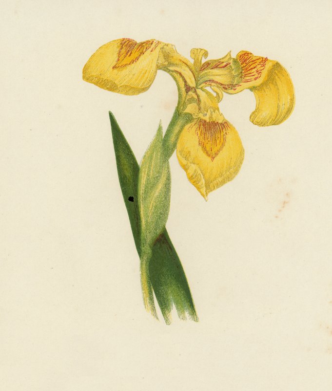 Gul Iris, Iris Pseudacorus (farvelitografi) af English School