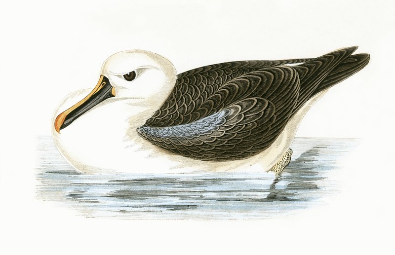 Yellow Nosed Albatross, illustration fra 
