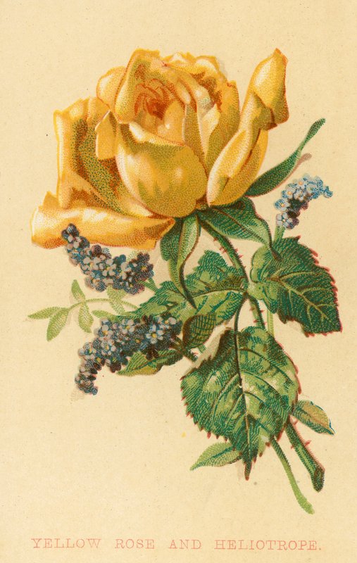 Gul rose og heliotrop af English School