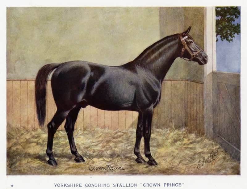 Yorkshire trænerhingst "Crown Prince" (farve litho) af English School