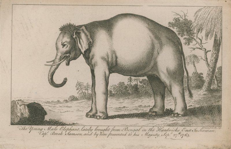 Ung hanelefant af English School