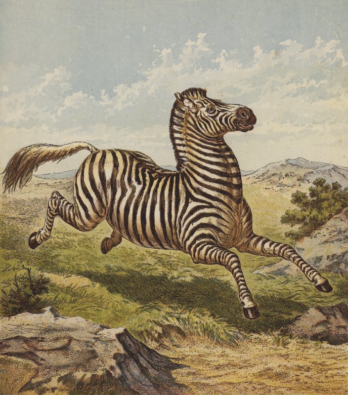 Zebra (farvelitografi) af English School