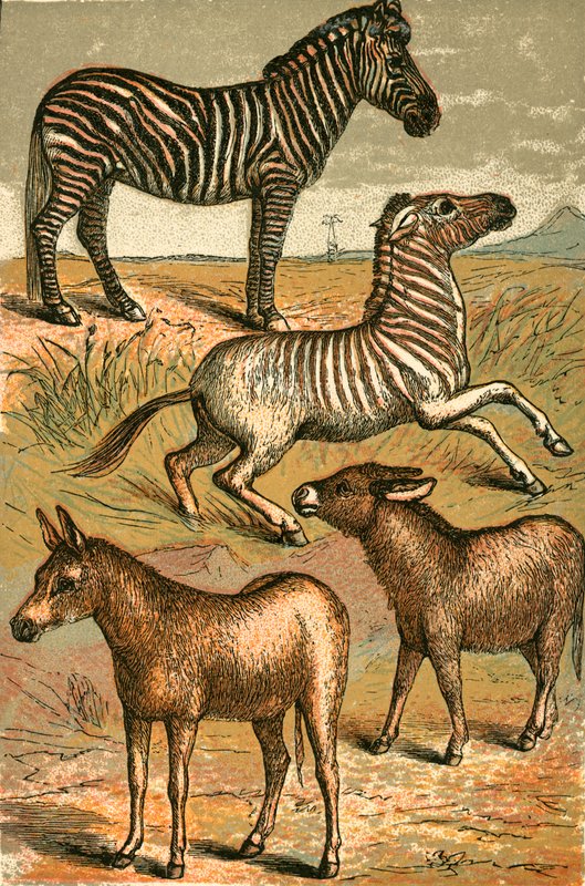 Zebra, Wild Ass, Quagga og Common Ass af English School