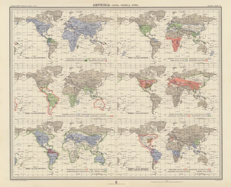 Zoogeografi: Amfibier, Anura, Urodela, Apoda (farvelitografi) af English School