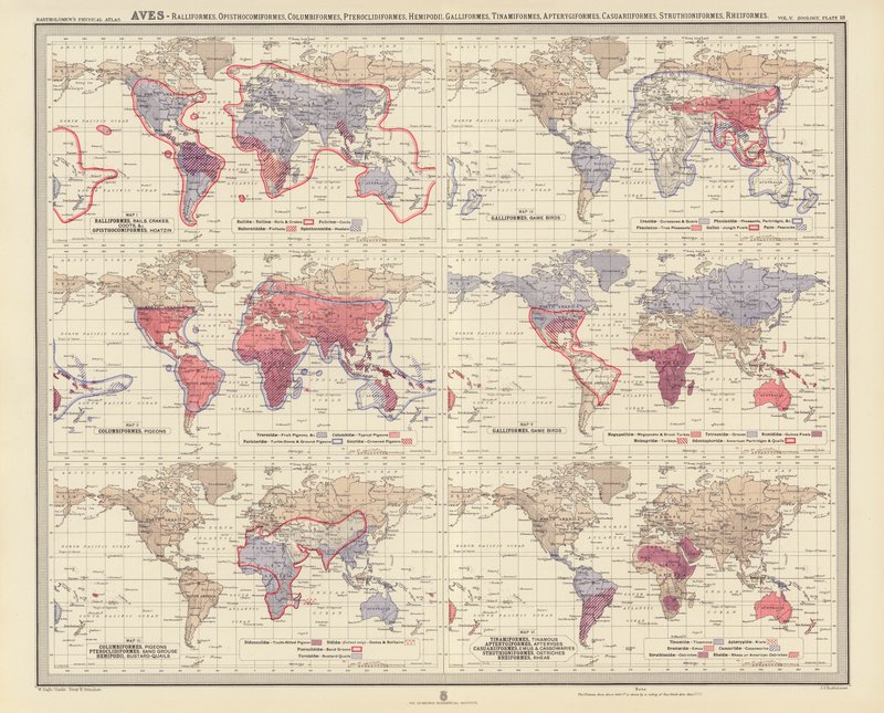 Zoogeografi: Aves, Ralliformes, Opisthocomiformes, Columbiformes, Pteroclidiformes, Hemipodii, Galliformes, Tinamiformes, Apterygiformes, Casuariiformes, Struthioniformes, Rheiformes (farvelitografi) af English School