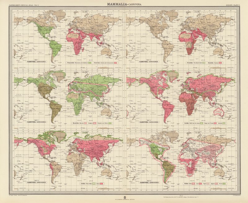 Zoogeografi: Pattedyr, kødædere (farvelitografi) af English School