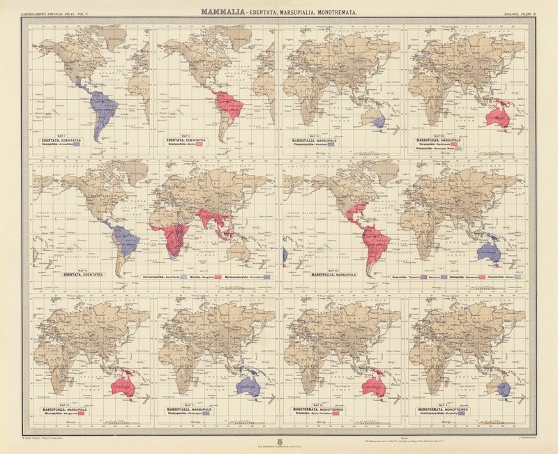 Zoogeografi: Mammalia, Edentata, Marsupialia, Monotremata (farvelitografi) af English School