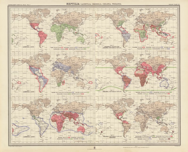 Zoogeografi: Reptilia, Lacertilia, Crocodilia, Chelonia, Prosauria (farvelitografi) af English School