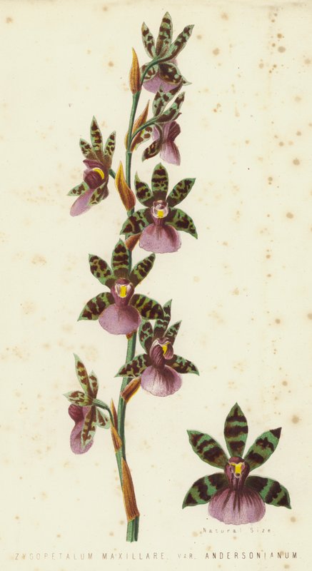Zygopetalum Maxillare, Var Andersonianum af English School