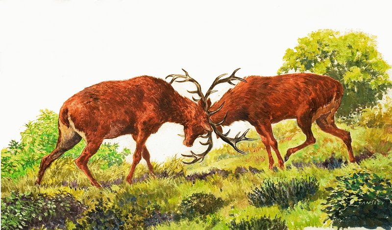 Red Deer af Eric Tansley