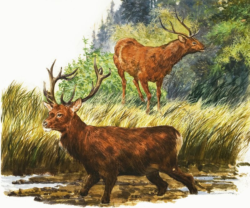 Red Deer af Eric Tansley