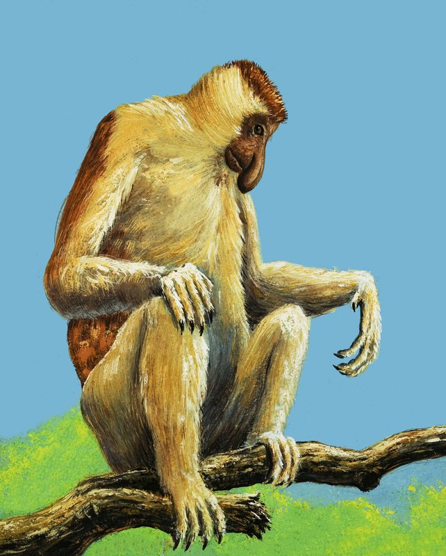 Mærkelige aber af Eric Tansley