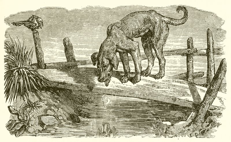 Hunden og hans skygge af Ernest Henry Griset