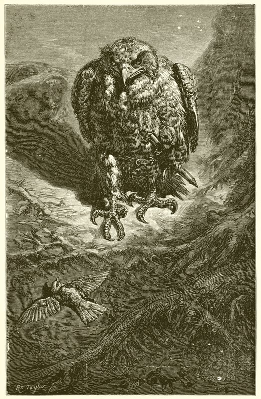 Høgen og Nattergalen af Ernest Henry Griset