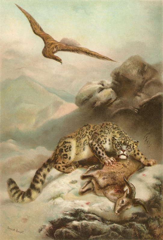 Sneleoparden og Ørnen af Ernest Henry Griset