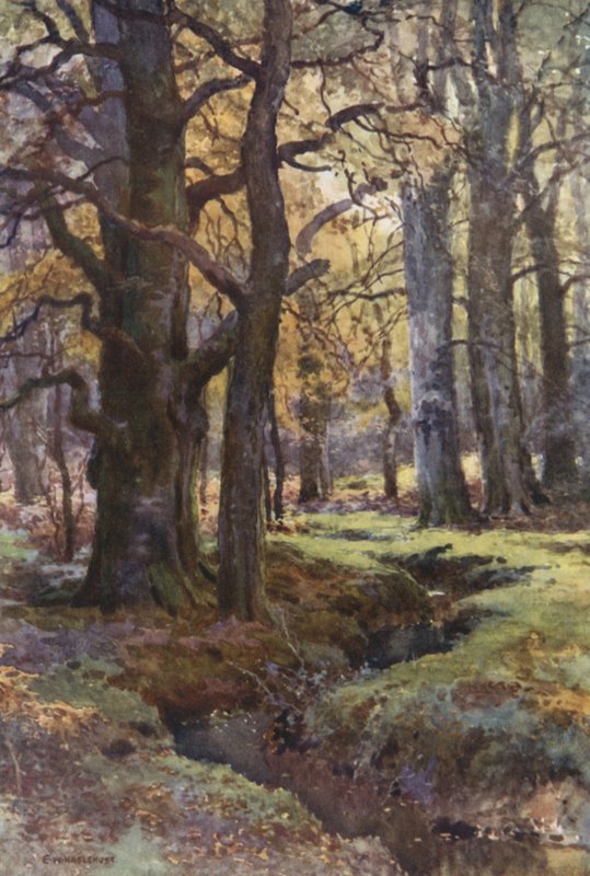 I Mallard Wood (farve litho) af Ernest William Haslehust