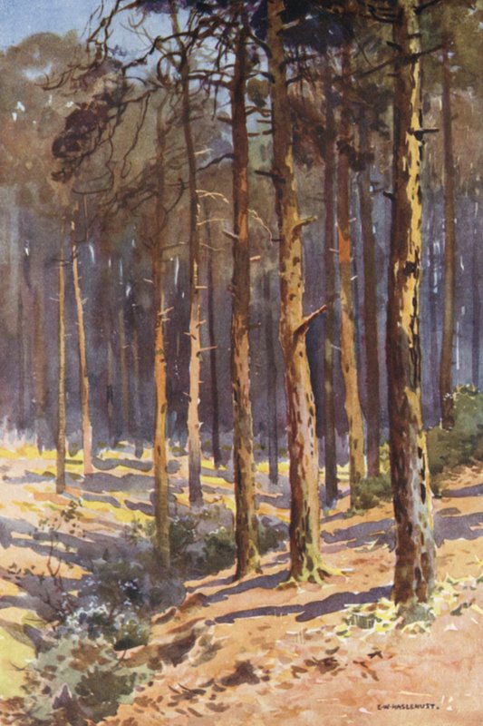 Talbot Woods, Bournemouth (farve litho) af Ernest William Haslehust