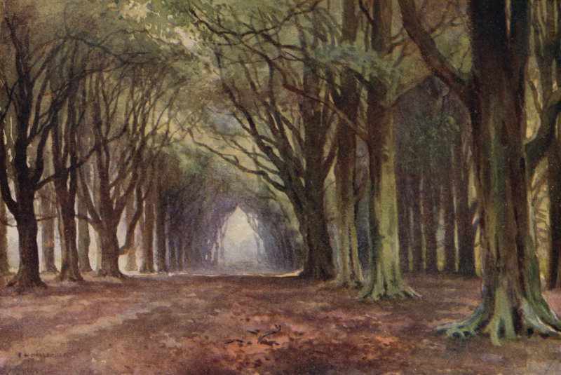 The Beech Avenue, Thoresby (farve litho) af Ernest William Haslehust