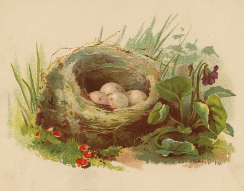 Fuglerede (chromolitho) af Ethel C. Nisbet
