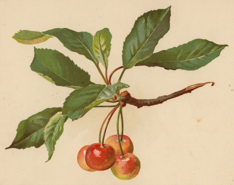 Kirsebær (chromolitho) af Ethel C. Nisbet