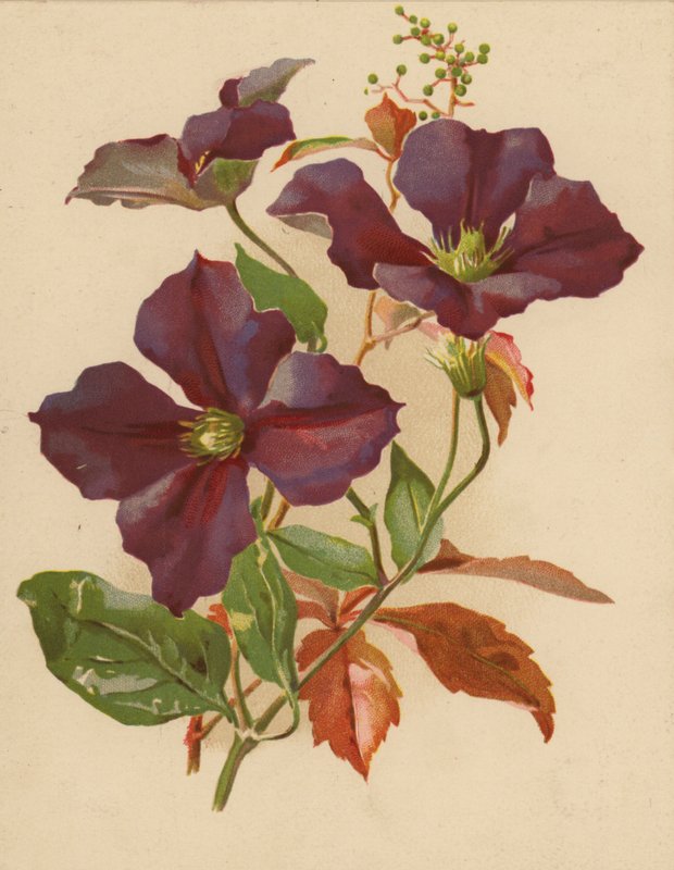 Clematis og Virginia Creeper (chromolitho) af Ethel C. Nisbet