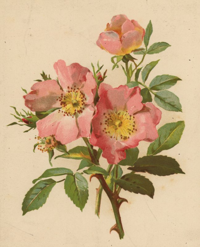 Hunderoser (chromolitho) af Ethel C. Nisbet