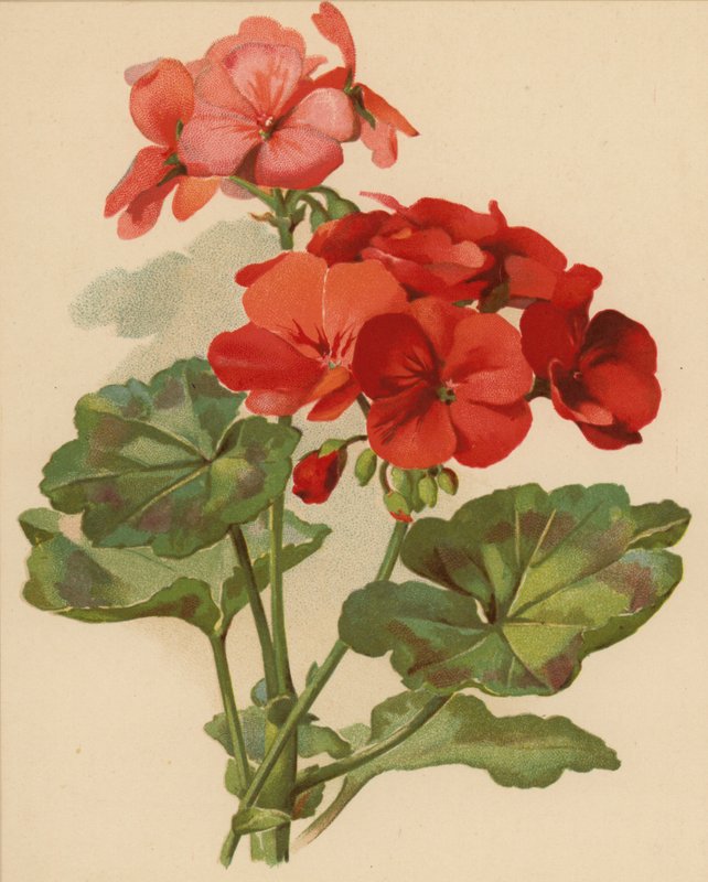 Geranium (chromolitho) af Ethel C. Nisbet