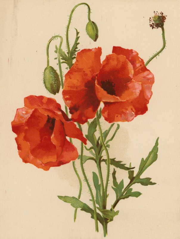 Poppies (Chromolitho) af Ethel C. Nisbet