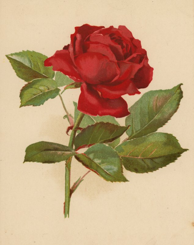 Rød haverose (chromolitho) af Ethel C. Nisbet