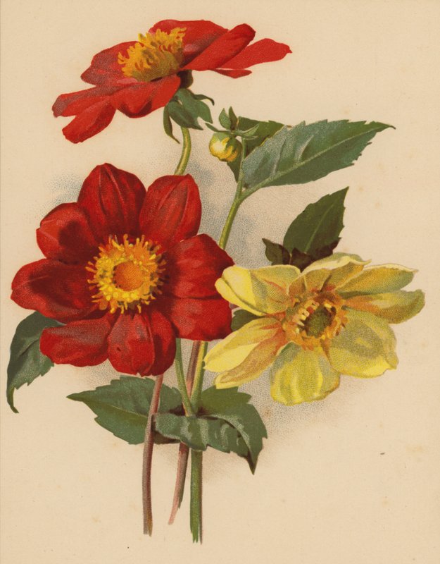 Enkelte dahliaer (chromolitho) af Ethel C. Nisbet