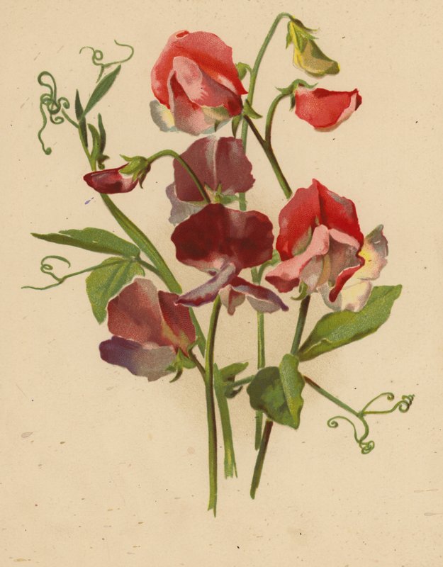 Søde ærter (chromolitho) af Ethel C. Nisbet